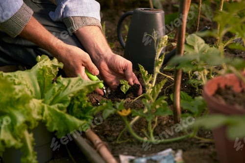 Preview: Close-up of a green leaf of a plant. Hands tamp the earth around the seedling. Open ground. Top view