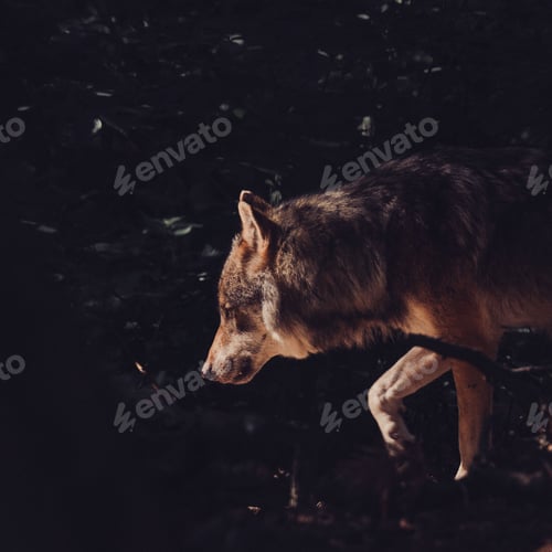 Preview: Closeup shot of a wolf walking in the dark