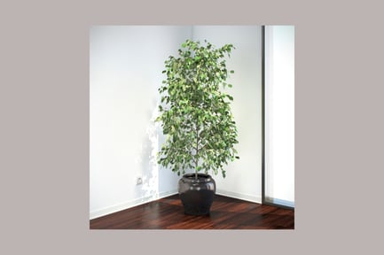 Vista previa: Ficus benjamina en maceta con hojas redondas