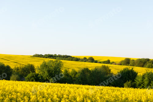 Preview: Yellow rape field on blue sky background