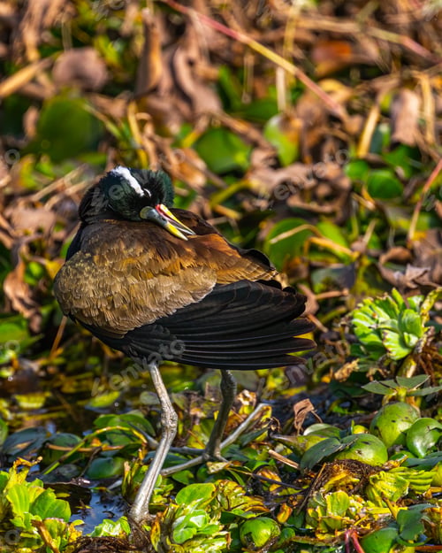 Preview: Bronze-winged jacana bird running across a wetland landscape