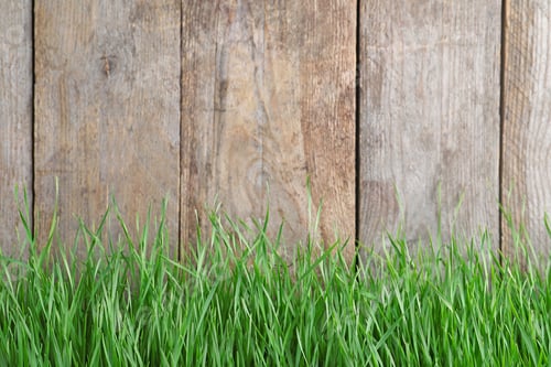 Preview: Fresh green grass near wooden fence. Space for text