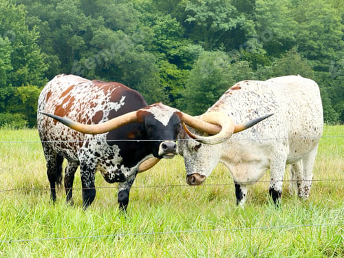 Preview: Long horn cattle in a summer green pasture field play together locking their long horns together