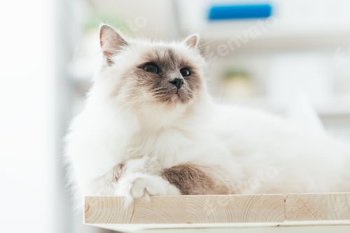 Preview: Lovely cat on the desktop