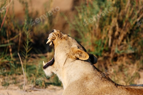 Preview: Lioness yawning, Sabi Sand Game Reserve, South Africa