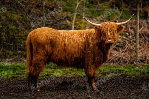Preview: Scottish Cow Coo in the Scottish Highlands of Glencoe Scotland UK