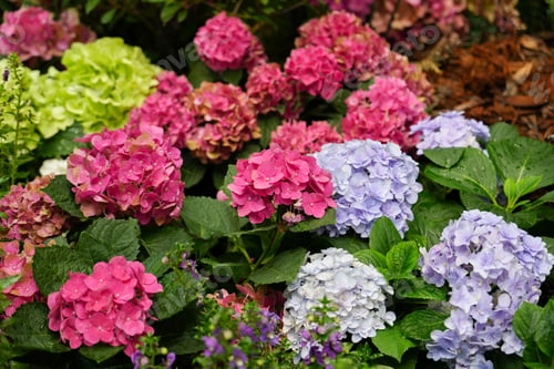 Preview: Blossoming hydrangea or hortensia flowers