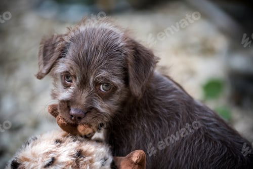 Preview: Selective focus shot of a sad Bedlington Terrier puppy