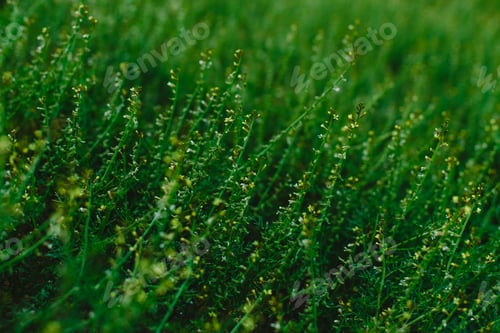 Preview: Field of spring flowers and green grass at sunset