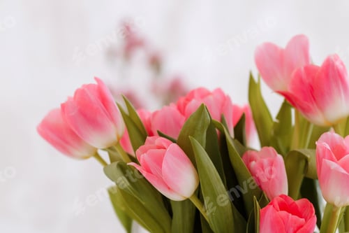 Preview: Bouquet of pink tulip flowers on a white background.