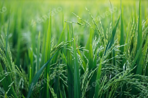 Preview: Young green rice plants in the field