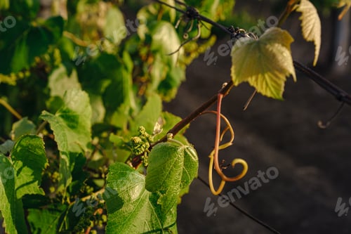 Preview: green spring vine yards landscape in cloudy weather
