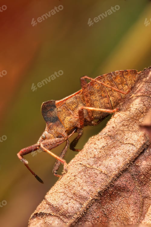 Preview: Close-up macro shot of a Dock Bug (Coreus Marginatus) on a dry leaf with a blurred background