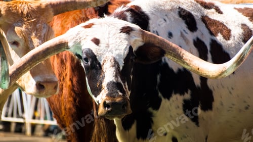 Preview: Texas longhorns