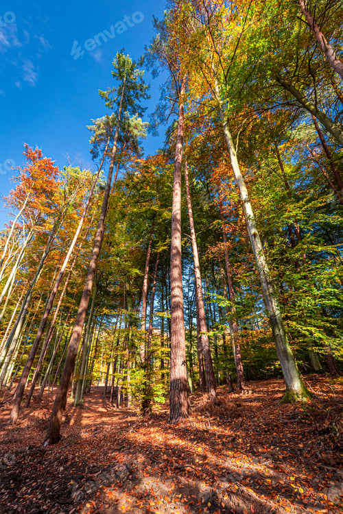 Preview: Green and gold forest in the autumn, Poland