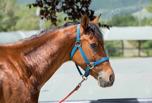 Preview: Side view head portrait of a brown horse in halter