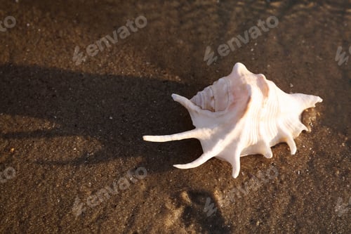 Preview: Sandy beach with beautiful seashell on sunny summer day. Space for text