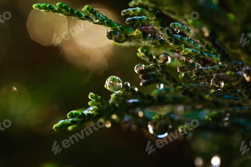 Preview: Closeup shot of waterdrops on thuja with artistic bokeh and sun flare