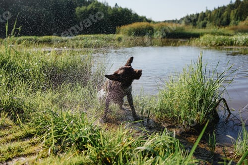 Preview: dog chocolate labrador retriever shakes off after jumping into lake from pier, pet waterfowl animal