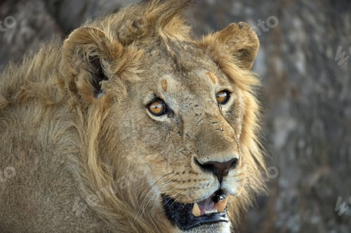 Preview: Portrait of an African lion on a blurred background