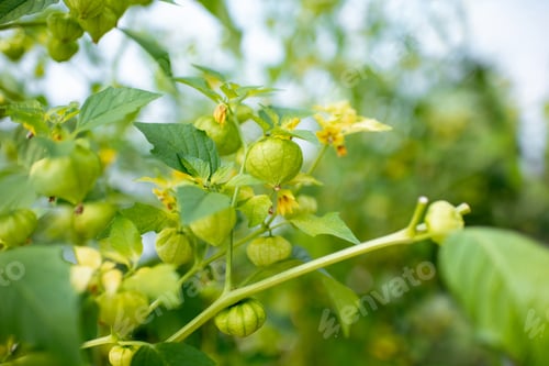 Preview: Branch with growing physalis