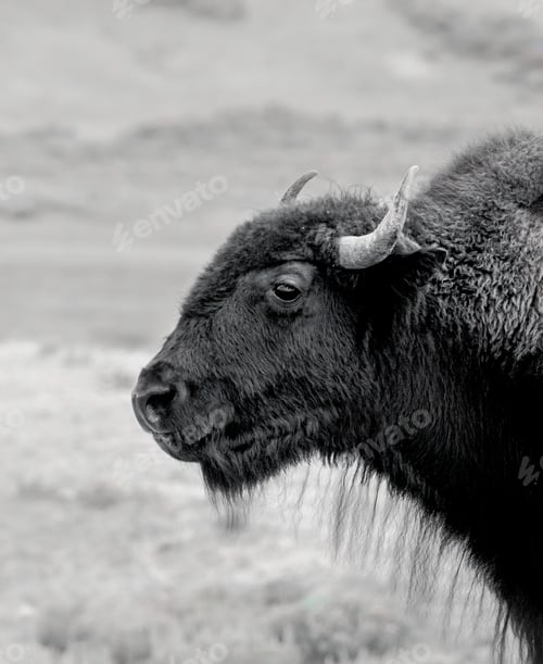 Preview: Grayscale shot of an American Buffalo at the Yellowstone National Park in Wyoming