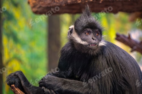 Preview: Black monkey perched on a tree branch.