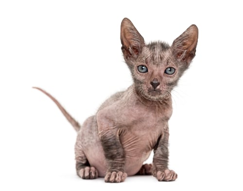 Preview: Kitten Lykoi cat, 7 weeks old, also called the Werewolf cat sitting against white background