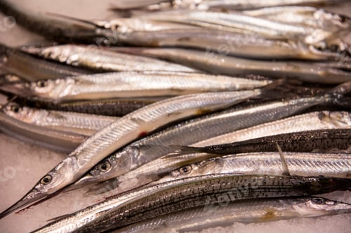 Preview: Garfish