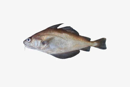 Preview: Halibut, lateral view