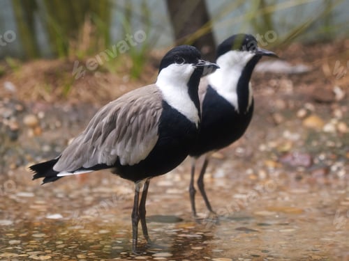Preview: Spur-winged lapwing (Vanellus spinosus)