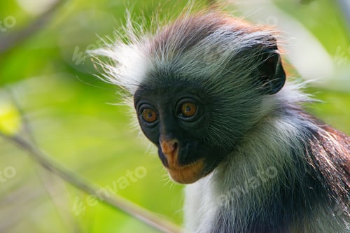 Preview: Zanzibar red colobus