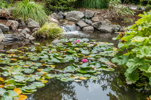 Preview: A View Of A Pond With Pink Lilies In Seatac, Washington.