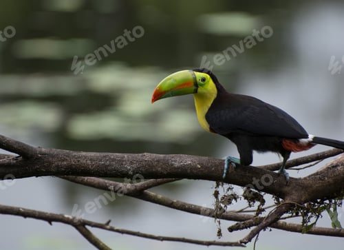 Preview: Toucan, spotted in front of our ecolodge in Costa Rica