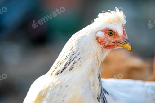 Vista previa: Las
gallinas se alimentan en corrales rurales tradicionales. Detalle de una cabeza de gallina. Primer plano de un pollo parado en el granero