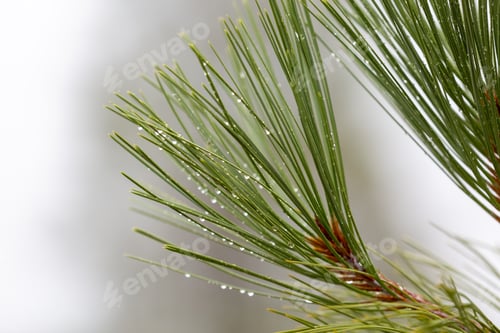 Preview: Rain Drops on Pine Needles