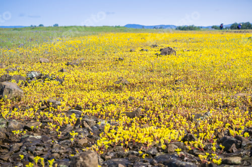 Preview: Sierra Mock Stonecrop wildflowers covering a meadow
