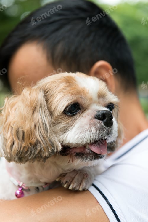 Preview: Asian young man with his Shih Tze dog
