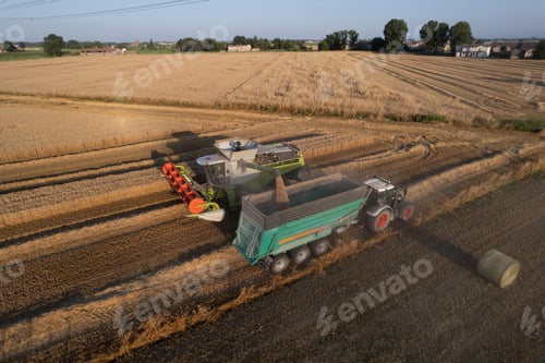 Preview: aerial view combine harvester cut thresh wheat grain in large field at early sunset in summer time