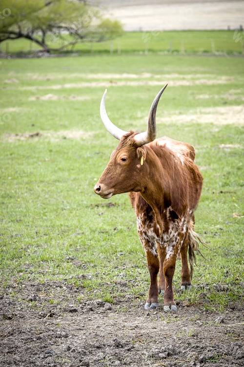 Preview: Longhorn looks to the side.