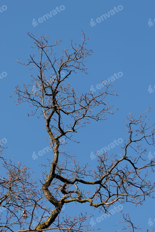 Preview: Solitary tree in a natural setting, with a bright blue sky in the background