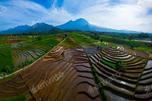 Preview: indonesia beauty landscape paddy fields in north bengkulu natural beautiful morning view indonesia