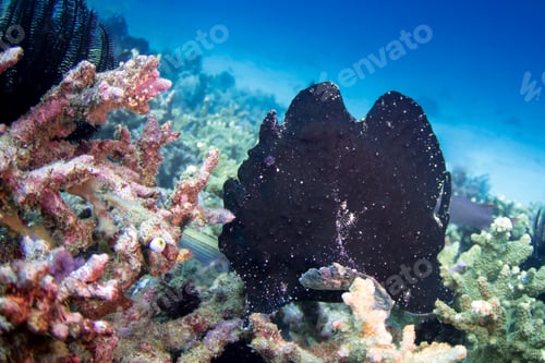 Preview: Black giant frogfish sitting on a coral