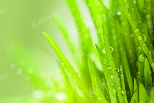 Preview: Beautiful fresh wet green grass on green bokeh background