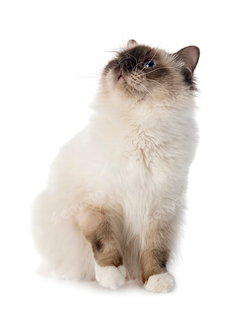 Preview: birman cat in studio