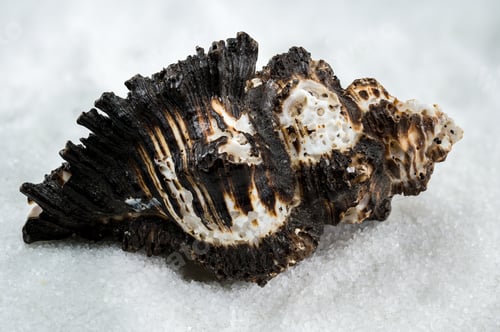 Preview: Spiny Murex Shell on a white Sand