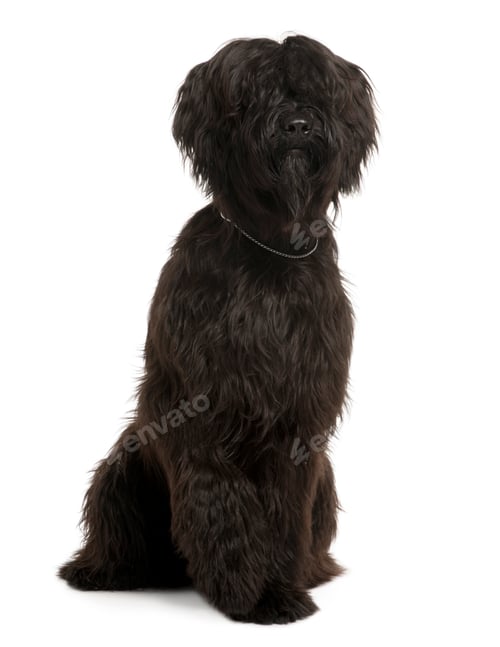 Preview: Briard, 9 Months Old, sitting in front of white background