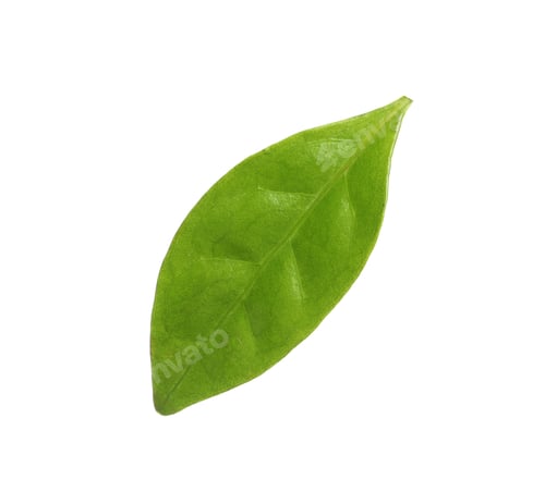 Preview: Fresh green coffee leaf isolated on white