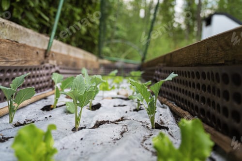 Preview: Green kohlrabi seedlings growing in the garden