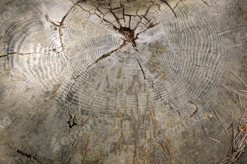 Preview: Tree rings texture background